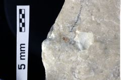 Foto (Detailansicht) von Goniodromites sp. (NHMW-GEO-1990-0041-0385)